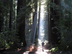 [Photo : Forêt de Sequoias Red Wood avec un promeneur]