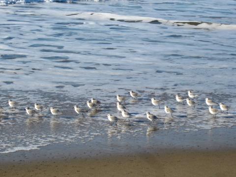 [Photo : Oiseaux Snowy Plover sur la plage]