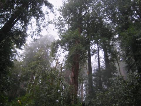[Photo : Les Séquoias Red Wood sont les arbres les plus hauts du monde]